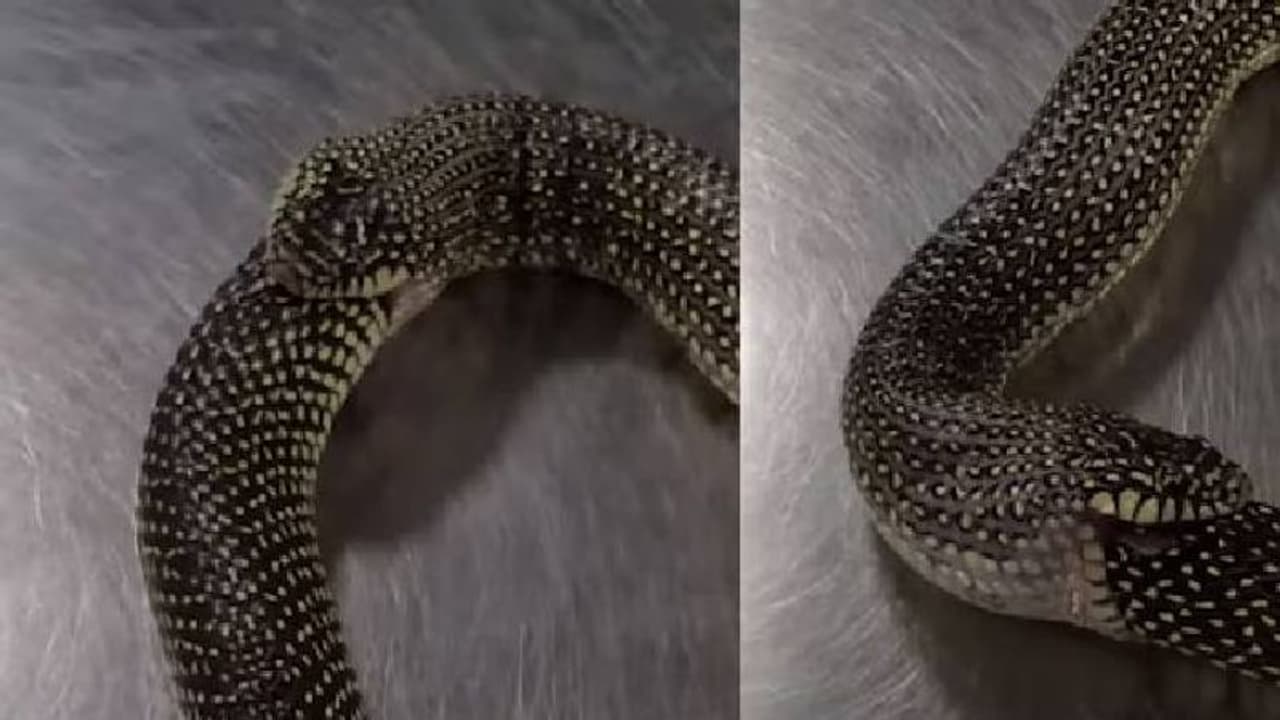 വാൽമുതൽ നടുഭാഗം വരെ സ്വയം വിഴുങ്ങി കൂറ്റൻ പാമ്പ്; ഞെട്ടിത്തരിക്കും വീഡിയോ വാൽമുതൽ നടുഭാഗം വരെ സ്വയം വിഴുങ്ങി കൂറ്റൻ പാമ്പ്; ഞെട്ടിത്തരിക്കും വീഡിയോ