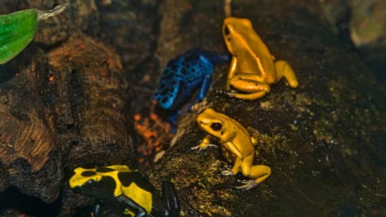 വലിപ്പത്തിൽ എന്തുകാര്യം! 10 പേരെ കൊല്ലാൻ മാത്രം ശേഷിയുണ്ട് ഈ തവളയുടെ വിഷത്തിന്, വലിപ്പം വെറും രണ്ടിഞ്ച് മാത്രം