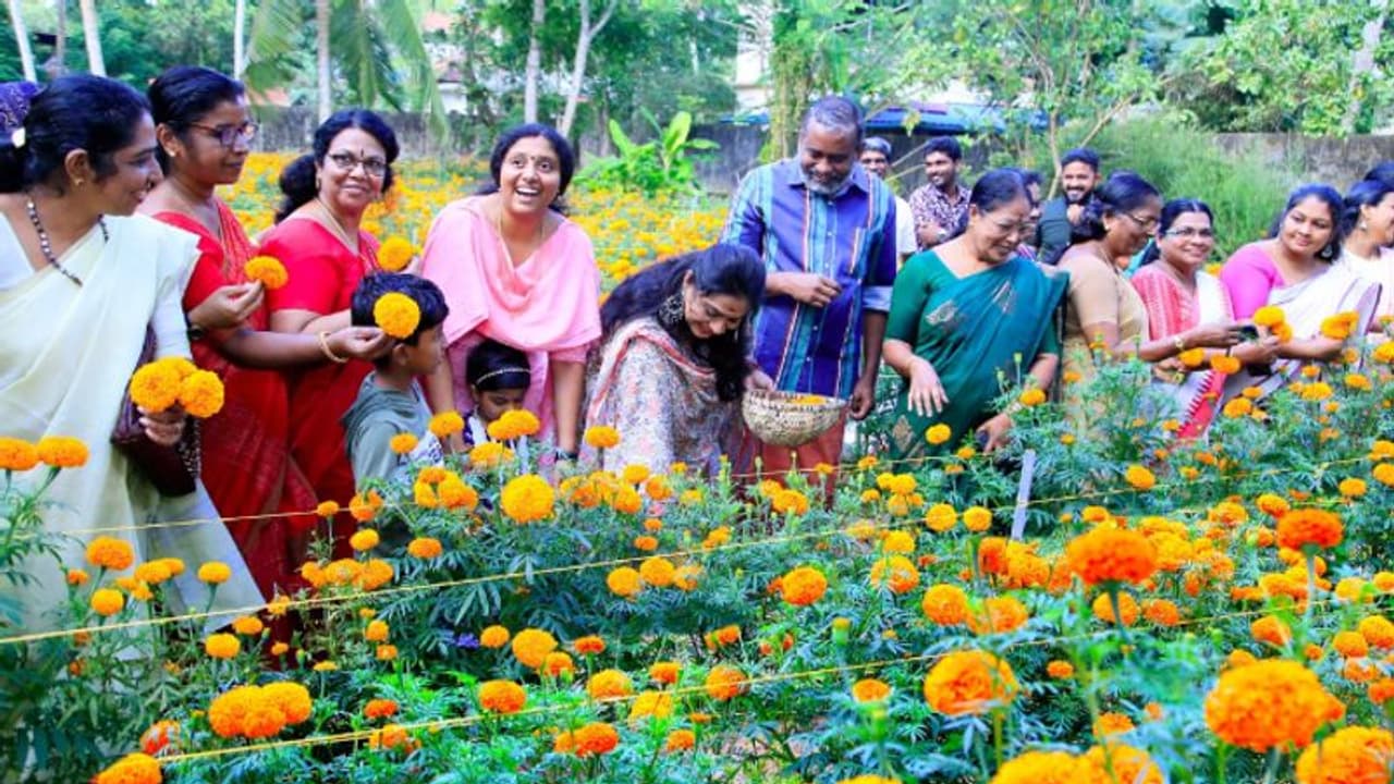 മന്ത്രിയുടെ വീട്ടില് പൂക്കൃഷി; വിളവെടുത്തത് 2500 ചുവട് ബന്തിയും 250 ചുവട് വാടാമല്ലിയും മന്ത്രിയുടെ വീട്ടില് പൂക്കൃഷി; വിളവെടുത്തത് 2500 ചുവട് ബന്തിയും 250 ചുവട് വാടാമല്ലിയും