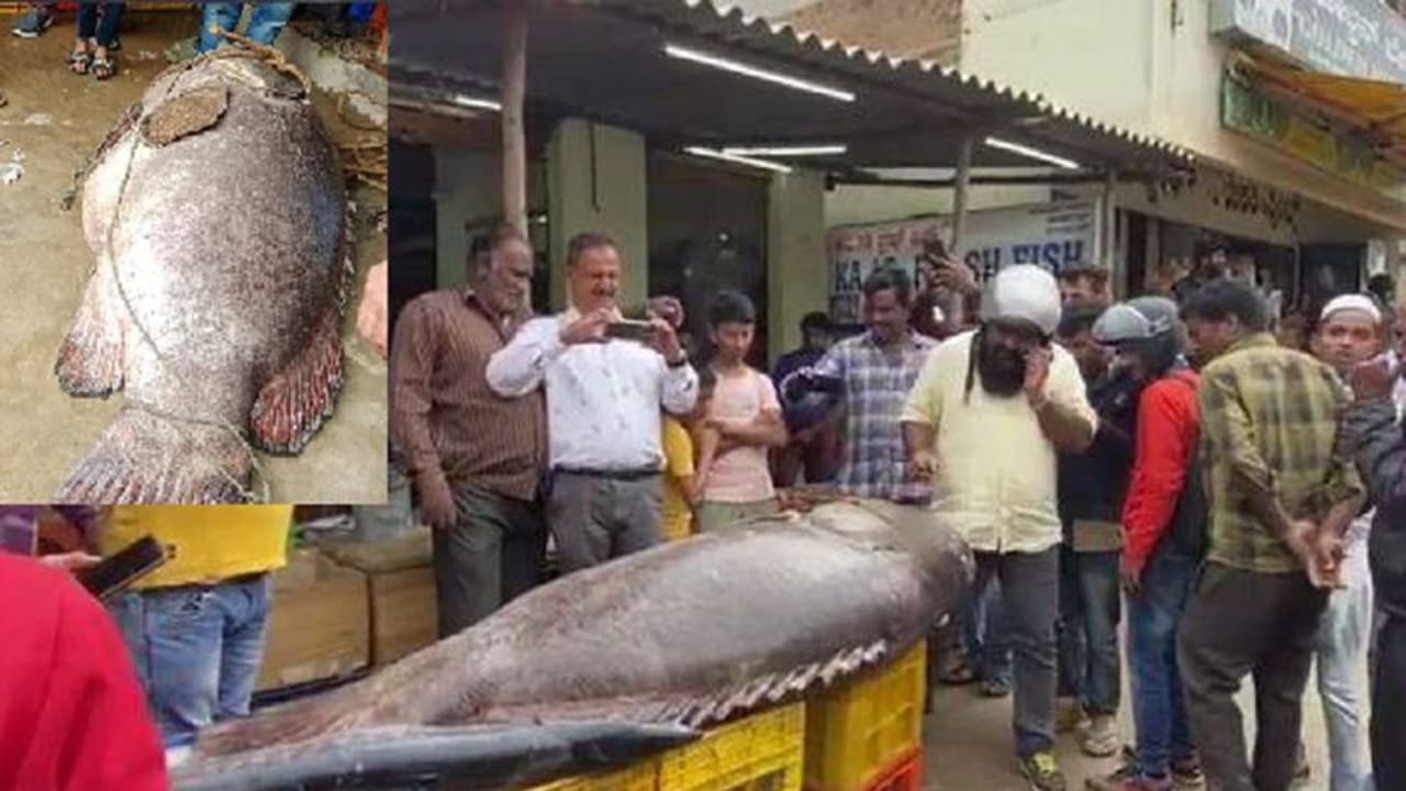 ಕಾಫಿನಾಡಿಗೆ ಬಂದ 340 ಕೆಜಿ ಅಂಬೂರು ಮೀನು: ಖರೀದಿಗೆ ಮುಗಿಬಿದ್ದ ಮತ್ಸ್ಯಪ್ರಿಯರು