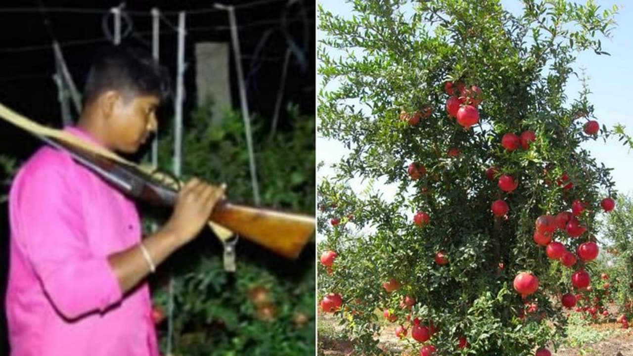 ಟೊಮೆಟೋ ಆಯ್ತು, ಈಗ ದಾಳಿಂಬೆ ಕಾವಲಿಗೆ ಬಂದೂಕು ಹಿಡಿದ ರೈತರು ಟೊಮೆಟೋ ಆಯ್ತು, ಈಗ ದಾಳಿಂಬೆ ಕಾವಲಿಗೆ ಬಂದೂಕು ಹಿಡಿದ ರೈತರು