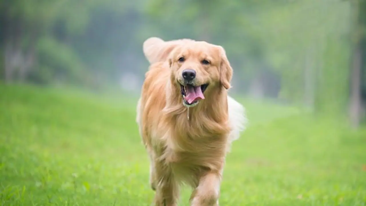 Hilarious! Dog chews up Boston groom's passport days before destination wedding in Italy