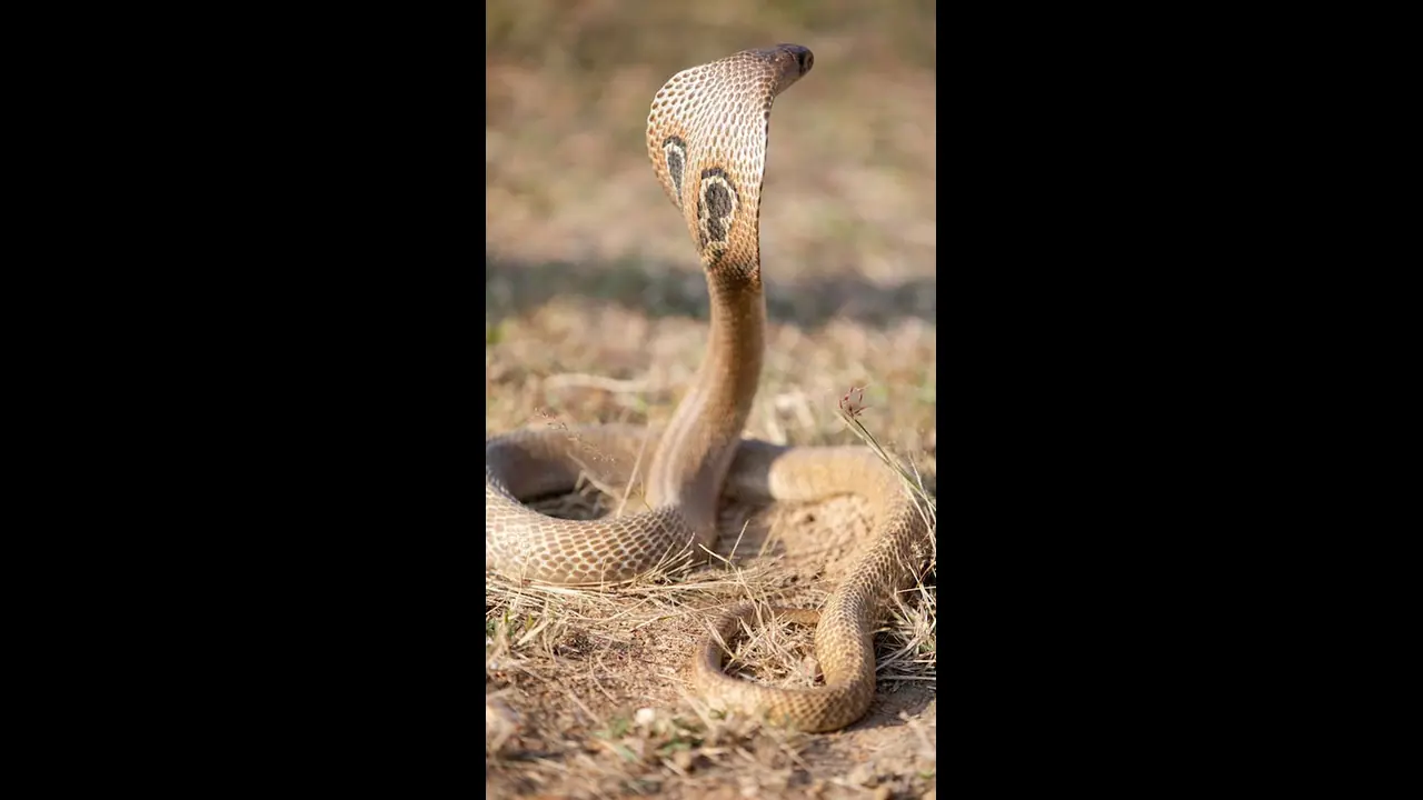 3 மணி நேரமாக பெண்ணின் காலை சுற்றியிருந்த ராஜநாகம்.. ஆனா கடைசியில் என்ன நடந்தது தெரியுமா? 3 மணி நேரமாக பெண்ணின் காலை சுற்றியிருந்த ராஜநாகம்.. ஆனா கடைசியில் என்ன நடந்தது தெரியுமா?