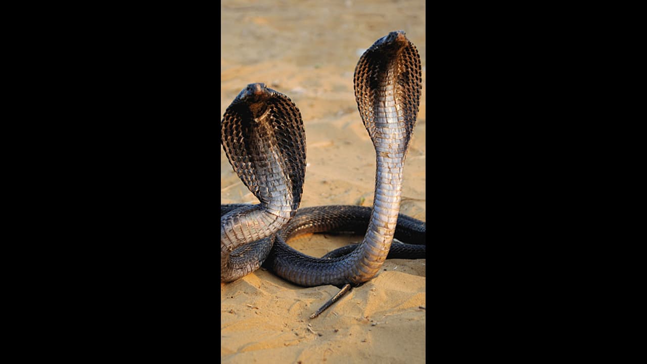 மழைக்காலத்தில் பாம்புகள் வீட்டிற்குள் வராமல் இருக்க "இந்த" விஷயங்களை ஃபாலோ பண்ணுங்க! மழைக்காலத்தில் பாம்புகள் வீட்டிற்குள் வராமல் இருக்க "இந்த" விஷயங்களை ஃபாலோ பண்ணுங்க!