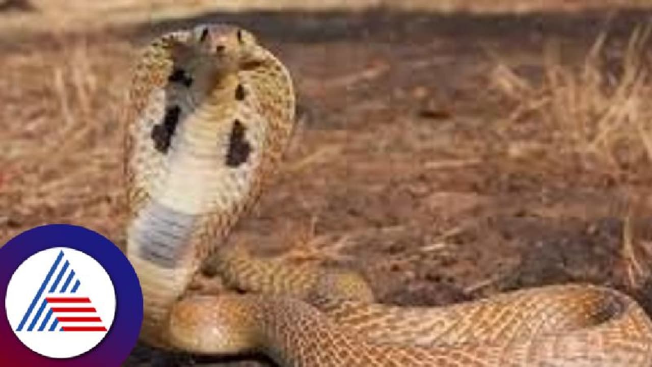 ನಾಗಪಂಚಮಿ ದಿನವೇ ಶಿವನ ದೇವಾಲಯದಲ್ಲಿ ನಾಗ ಪ್ರತ್ಯಕ್ಷ; ದರ್ಶನಕ್ಕೆ ಮುಗಿಬಿದ್ದ ಭಕ್ತರು 