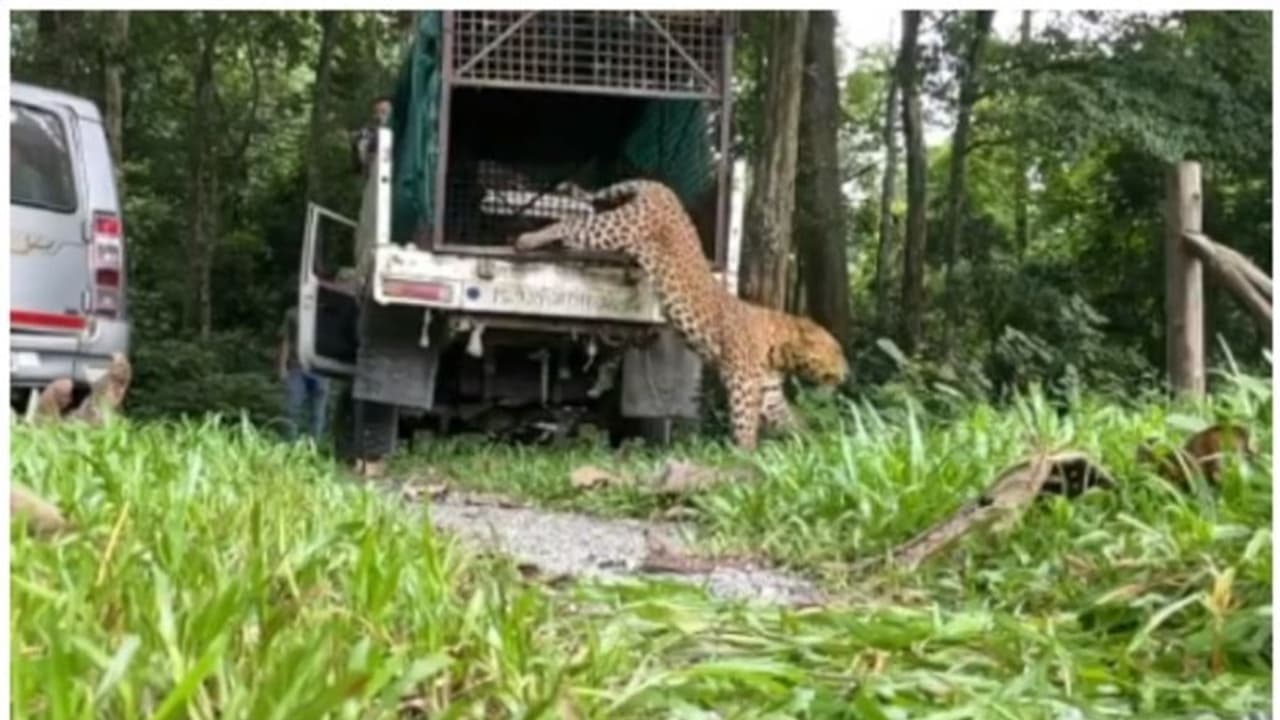 കൂട് തുറന്നു, ഒരു നിമിഷം പോലും പാഴാക്കാതെ കാട്ടിലേക്ക് കുതിക്കുന്ന പുള്ളിപ്പുലിയുടെ വീഡിയോ വൈറല് ! കൂട് തുറന്നു, ഒരു നിമിഷം പോലും പാഴാക്കാതെ കാട്ടിലേക്ക് കുതിക്കുന്ന പുള്ളിപ്പുലിയുടെ വീഡിയോ വൈറല് !