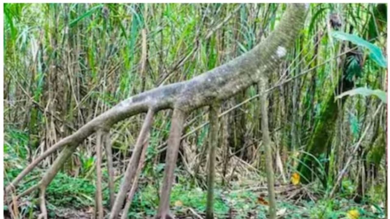 ഇക്വഡോറിലെ പാം ട്രീസ് ഓരോ വർഷവും 20 മീറ്റർ ദൂരം സഞ്ചരിക്കുന്നു; സത്യമോ മിഥ്യയോ? ഇക്വഡോറിലെ പാം ട്രീസ് ഓരോ വർഷവും 20 മീറ്റർ ദൂരം സഞ്ചരിക്കുന്നു; സത്യമോ മിഥ്യയോ?