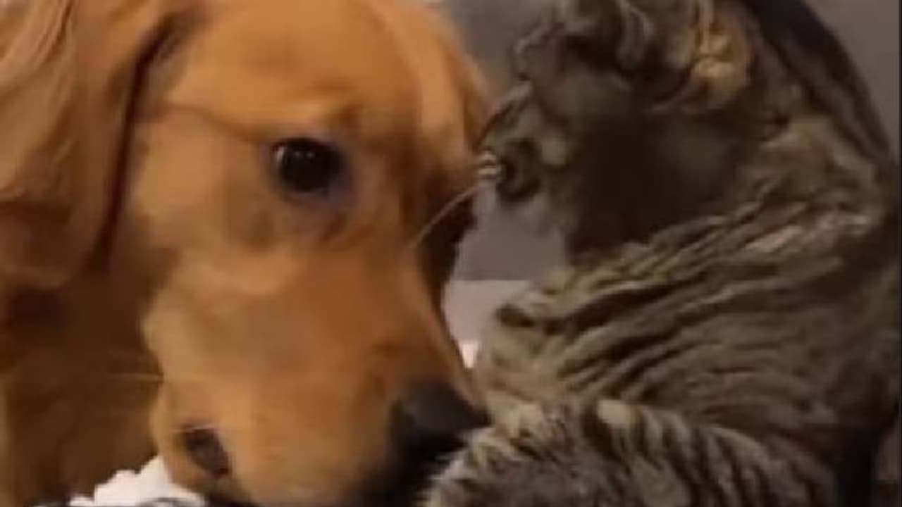 തൊട്ടുപോകരുത്, എനിക്ക് നിന്റെ കൂട്ടൊന്നും വേണ്ട; നായയുടെ മുഖത്തടിച്ച് പൂച്ച, വൈറലായി വീഡിയോ തൊട്ടുപോകരുത്, എനിക്ക് നിന്റെ കൂട്ടൊന്നും വേണ്ട; നായയുടെ മുഖത്തടിച്ച് പൂച്ച, വൈറലായി വീഡിയോ