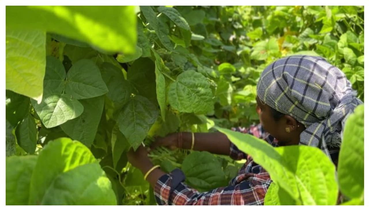 ഓണത്തിന് കൃഷിയിറക്കി, പച്ചക്കറി സംഭരിക്കുമെന്ന ഹോർട്ടികോർപ്പിന്റെ വാ​ഗ്ദാനം പാഴായി; കർഷകർ ദുരിതത്തിൽ
