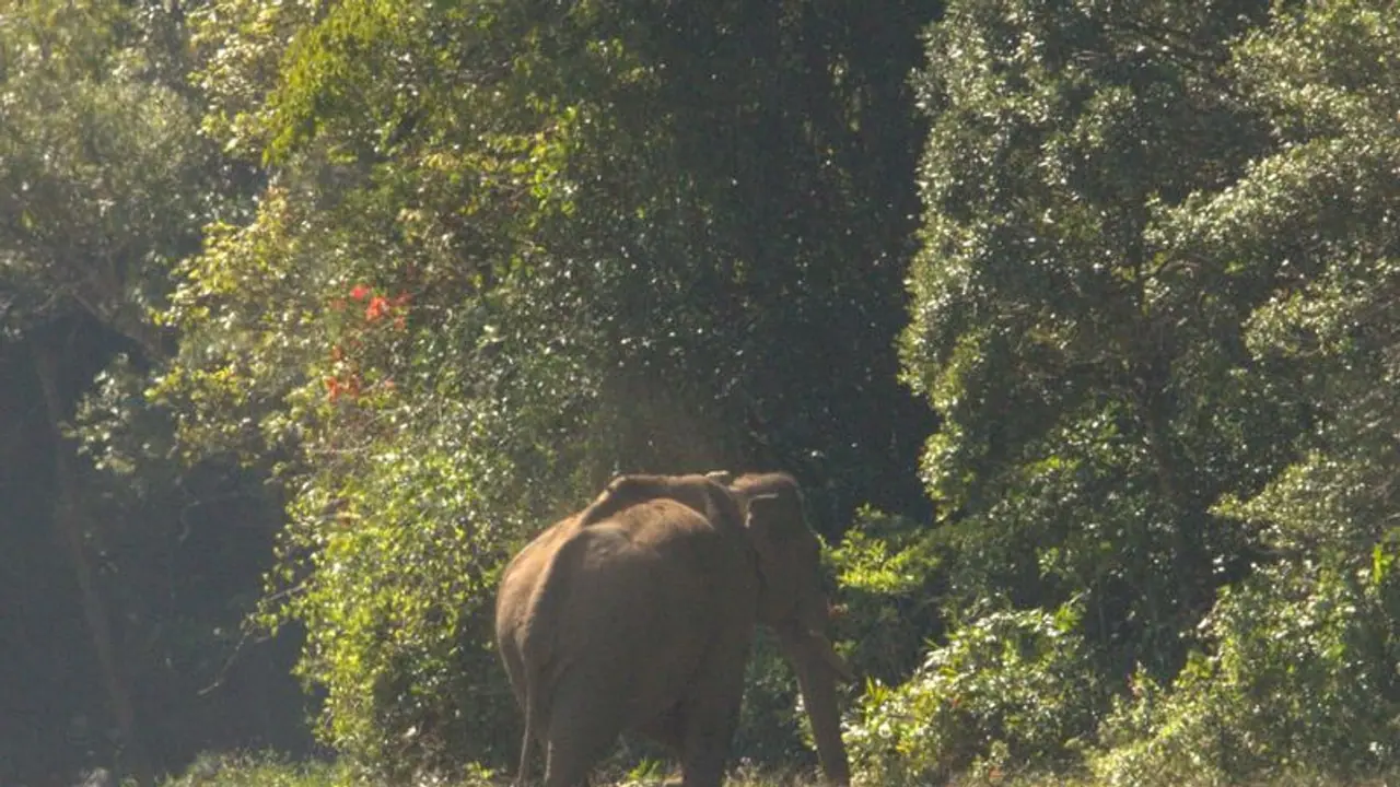 അരിക്കൊമ്പന്‍ ഉഷാറ്, സമീപത്ത് മറ്റ് ആനക്കൂട്ടം; തെറ്റായ പ്രചാരണങ്ങള്‍ അവസാനിപ്പിക്കണമെന്ന് മന്ത്രി