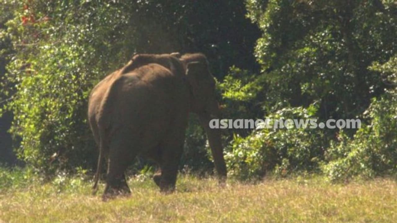 Puthupally By Election: Arikomban rebel trails far behind in election results