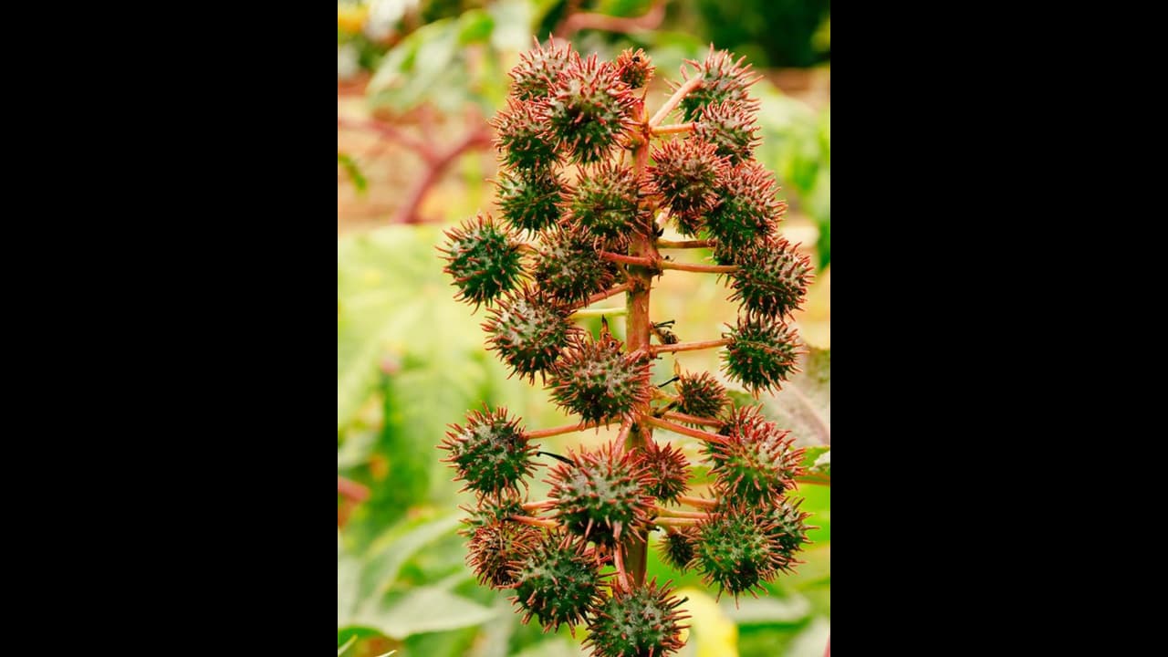 எக்கச்சக்க நன்மைகள் தரும் "சப்பாத்தி கள்ளிப்பழம்".. அதுவும் இது குழந்தை இல்லாதவர்களுக்கு வர பிரசாதமாம்!