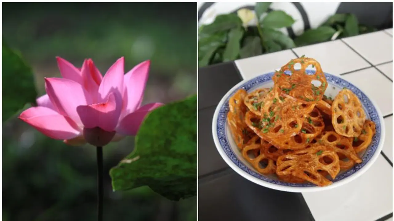 Lotus Root: 7 lesser known benefits for your health and well being