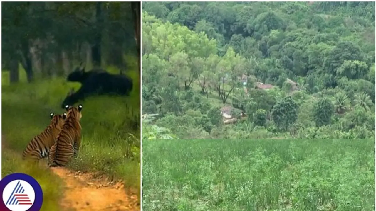 ಭದ್ರಾ ಹುಲಿ ಸಂರಕ್ಷಿತ ಪ್ರದೇಶವನ್ನೇ ಖಾಸಗಿ ವ್ಯಕ್ತಿಗೆ ಪರಭಾರೆ ಮಾಡಿಕೊಟ್ಟ ತಹಶೀಲ್ದಾರ್ ಭದ್ರಾ ಹುಲಿ ಸಂರಕ್ಷಿತ ಪ್ರದೇಶವನ್ನೇ ಖಾಸಗಿ ವ್ಯಕ್ತಿಗೆ ಪರಭಾರೆ ಮಾಡಿಕೊಟ್ಟ ತಹಶೀಲ್ದಾರ್