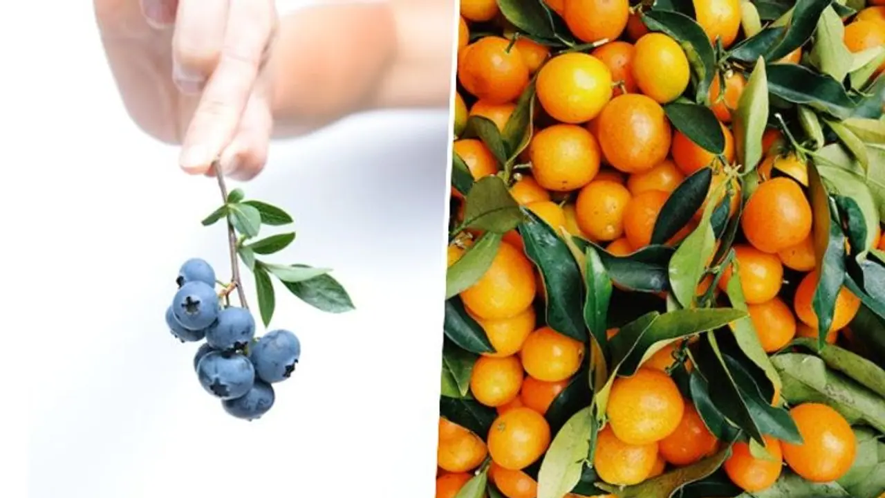 Oranges to Blueberries: 5 fruits to have for good Eye health Oranges to Blueberries: 5 fruits to have for good Eye health