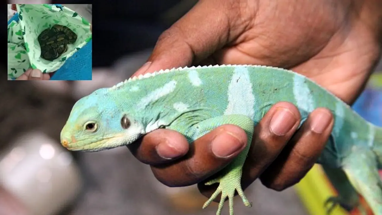 Bangkok man arrested at Bengaluru airport while trying to smuggle 233 wild animals, baby Kangaroo found dead Bangkok man arrested at Bengaluru airport while trying to smuggle 233 wild animals, baby Kangaroo found dead