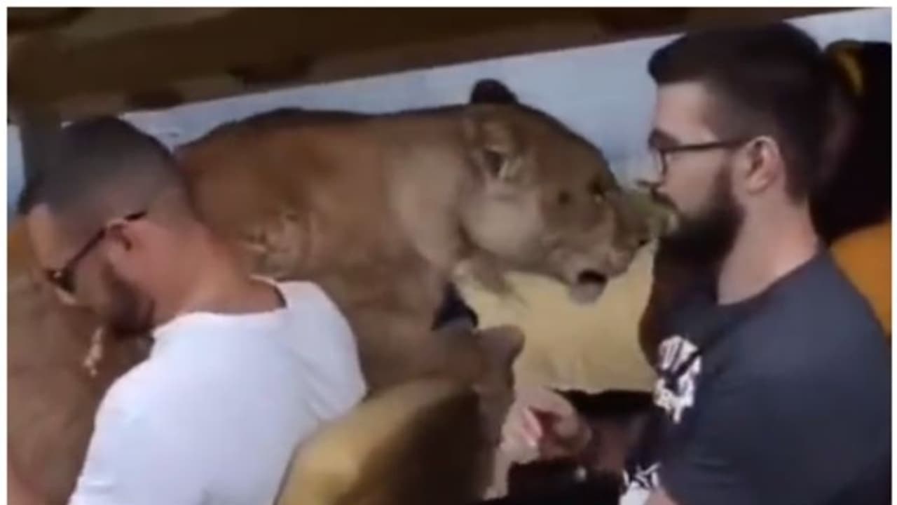 വാഹനത്തിലേക്ക് ചാടിക്കയറി പെണ്‍സിംഹം; ഭയന്ന് വിറച്ച് സന്ദര്‍ശകര്‍, പിന്നീട് സംഭവിച്ചത് ! 