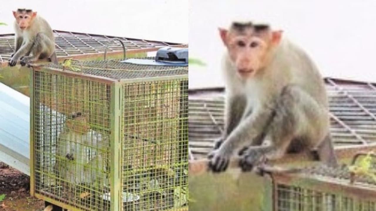 'Psycho monkey': A nightmare for people of Kerala's Malappuram