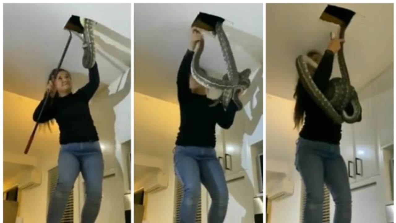 ഭയമോ അതെന്ത്? വെറും കൈകൊണ്ട് മച്ചില്‍ നിന്നും രണ്ട് കൂറ്റന്‍ പാമ്പുകളെ പിടിക്കുന്ന യുവതിയുടെ വീഡിയോ വൈറല്‍!