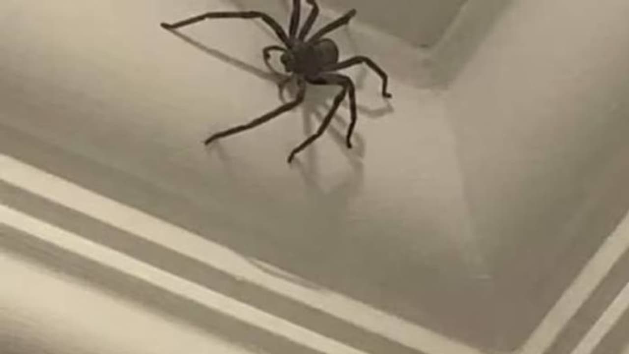 വീട്ടിൽ കണ്ടാല്‍ തന്നെ പേടിയാകുന്ന കൂറ്റൻ ചിലന്തി, പോസ്റ്റുമായി യുവാവ്, ഒടുവിൽ