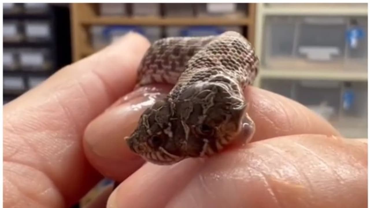 ഇരുതലയുള്ള പാമ്പിന് കുഞ്ഞ്; വൈറലായി അപൂര്വ്വ വീഡിയോ ! ഇരുതലയുള്ള പാമ്പിന് കുഞ്ഞ്; വൈറലായി അപൂര്വ്വ വീഡിയോ !