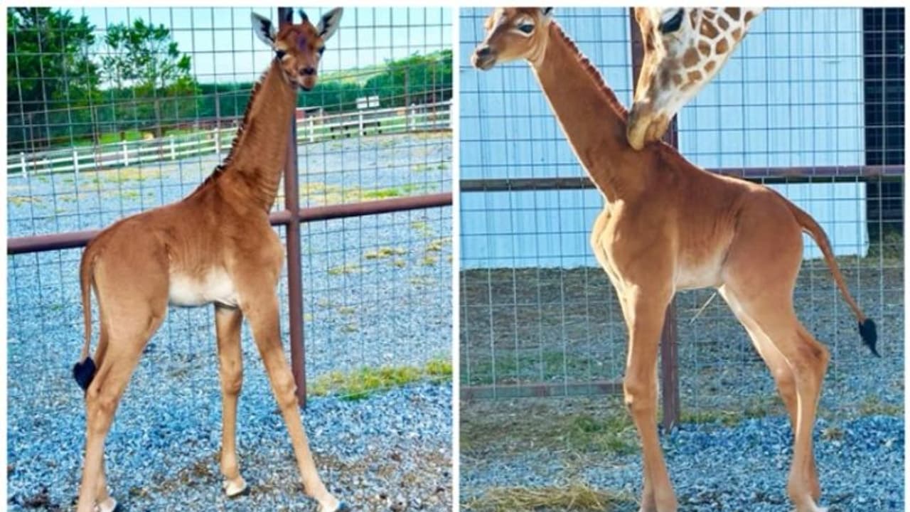 ശരീരത്തില്‍ പുള്ളികളില്ലാത്ത, തവിട്ടുനിറം മാത്രമുള്ള ലോകത്തിലെ ഏക ജിറാഫ് ജനിച്ചു !
