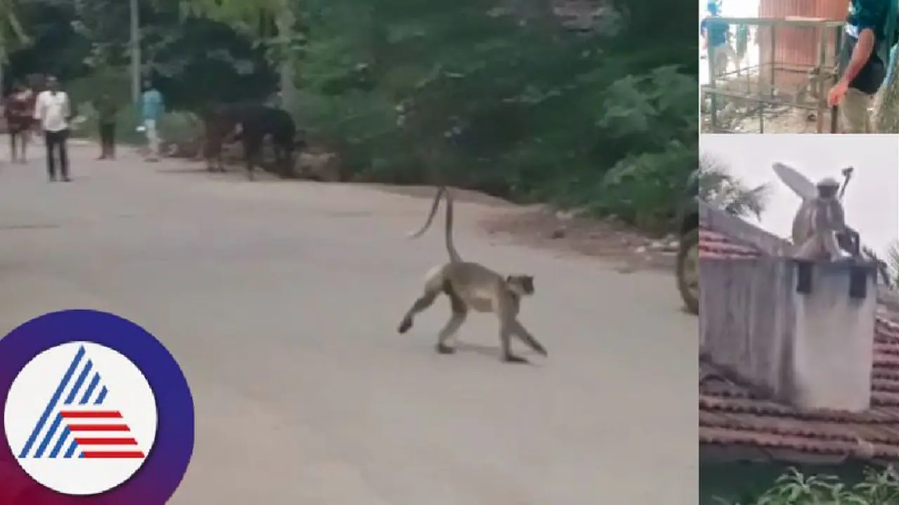 ರೌಡಿ ಕೋತಿ ಕೊನೆಗೂ ಸೆರೆ, ನಿಟ್ಟುಸಿರು ಬಿಟ್ಟ ಹಳೇ ಕುಂದುವಾಡ ಗ್ರಾಮಸ್ಥರು!
