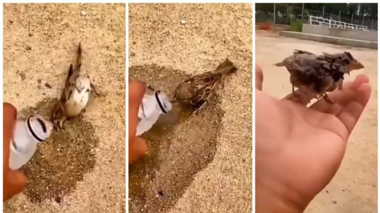 മരണത്തെ മുന്നില്‍ കണ്ട് കിടന്ന കുരുവിക്ക് ജീവജലം നല്‍കുന്ന വീഡിയോ വൈറല്‍ !