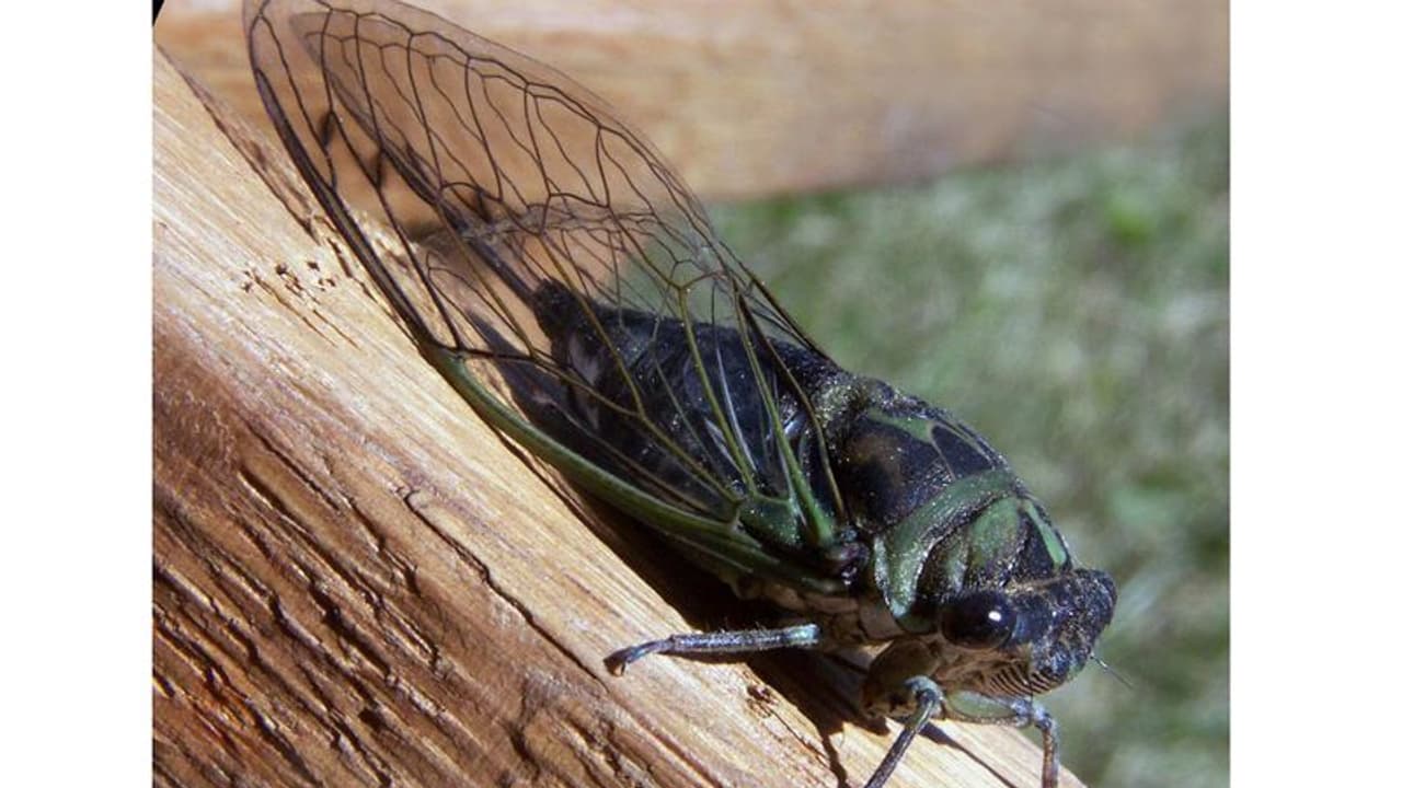 ಮಲೆನಾಡಿನಲ್ಲಿ ಜನರ ನಿದ್ದೆಗೆಡಿಸಿದ ಜೀರುಂಡೆ ಸದ್ದು: ಜನರು ಹೈರಾಣು 