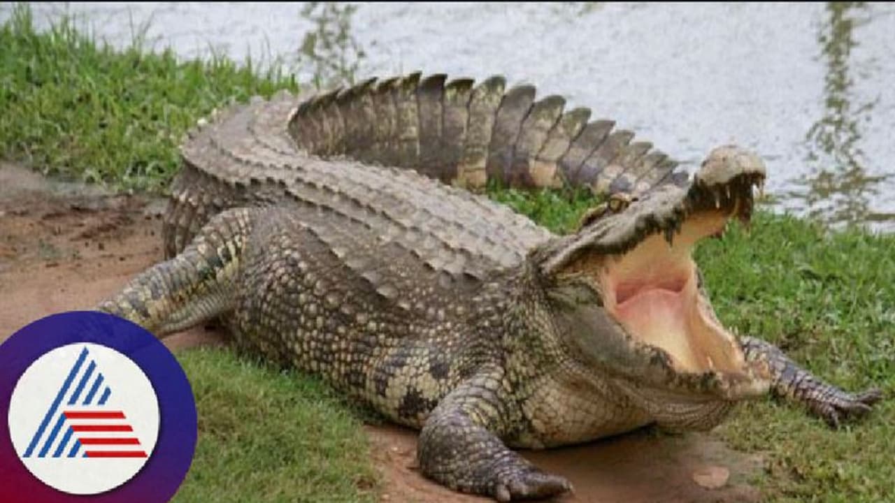 ಉತ್ತರ ಕನ್ನಡ: ಸೆಲ್ಫಿ ತೆಗೆಯುವಾಗ ಮೊಸಳೆ ಕಂಡು ಮೂರ್ಛೆ ಬಿದ್ದ ಯುವತಿ!