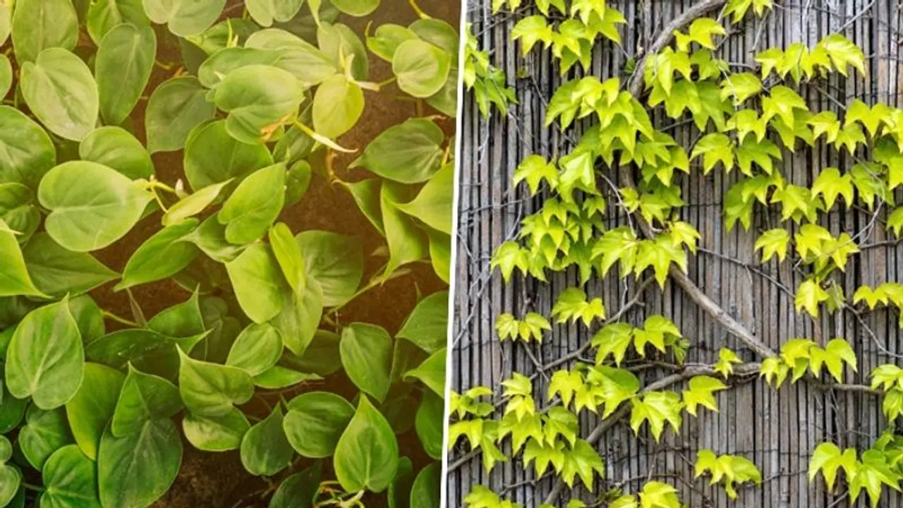 7 vital factors to consider when cultivating indoor creepers