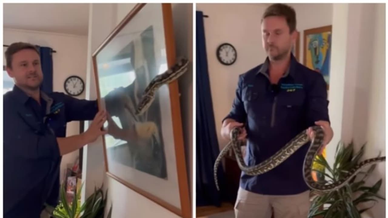 വീടിനുള്ളിൽ ഭിത്തിയിൽ തൂക്കിയിട്ടിരുന്ന ചിത്രത്തിന് അടിയിൽ ഒളിച്ചിരുന്നത് പെരുമ്പാമ്പ് ! വീടിനുള്ളിൽ ഭിത്തിയിൽ തൂക്കിയിട്ടിരുന്ന ചിത്രത്തിന് അടിയിൽ ഒളിച്ചിരുന്നത് പെരുമ്പാമ്പ് !