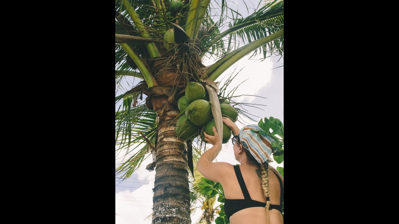 ತೆಂಗನ್ನು ಬೆಳೆಸಿ ಮುಂದಿನ ಪೀಳಿಗೆಗೆ ಕಳಿಸೋಣ ತೆಂಗನ್ನು ಬೆಳೆಸಿ ಮುಂದಿನ ಪೀಳಿಗೆಗೆ ಕಳಿಸೋಣ