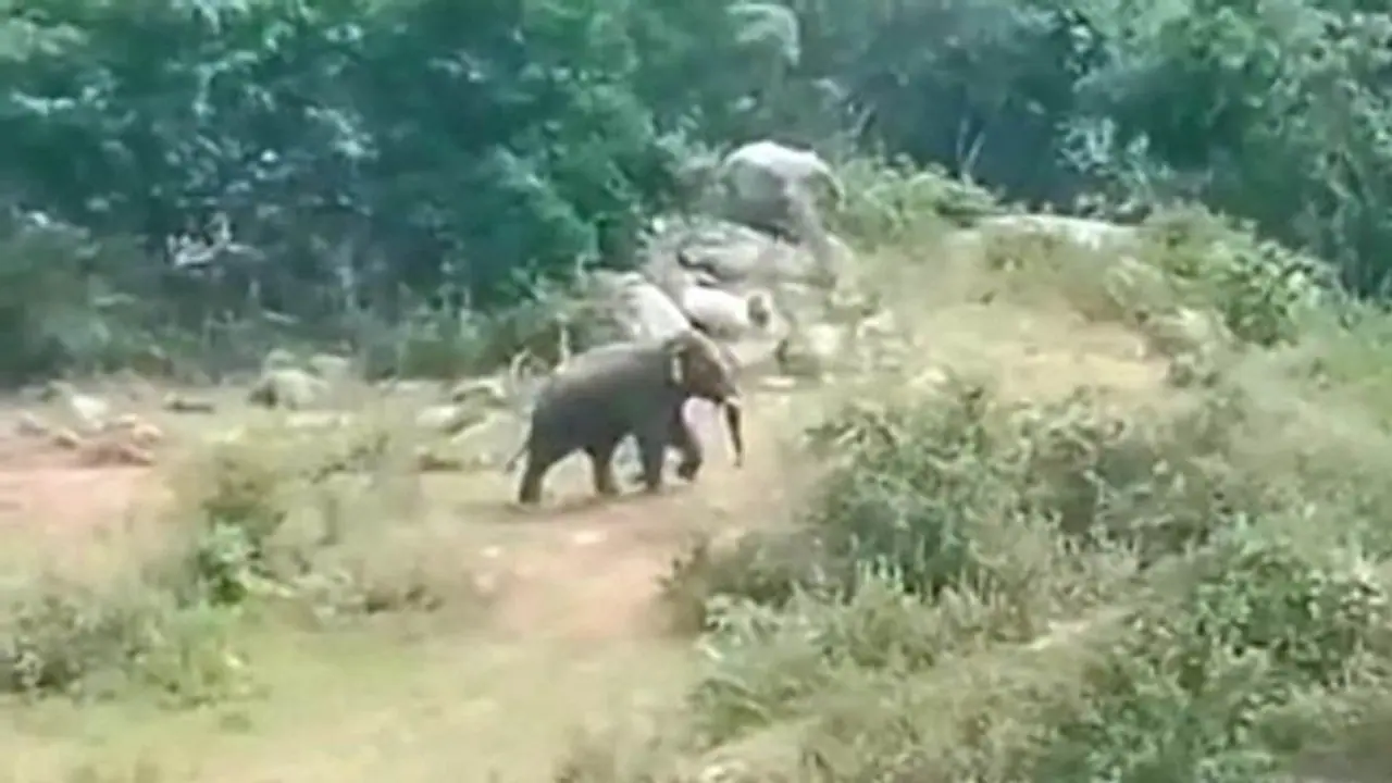 காட்டு யானைகளை விரட்ட சென்ற விவசாயிகள்; விவசாயிகளை திருப்பி விரட்டிய காட்டு யானை..!!