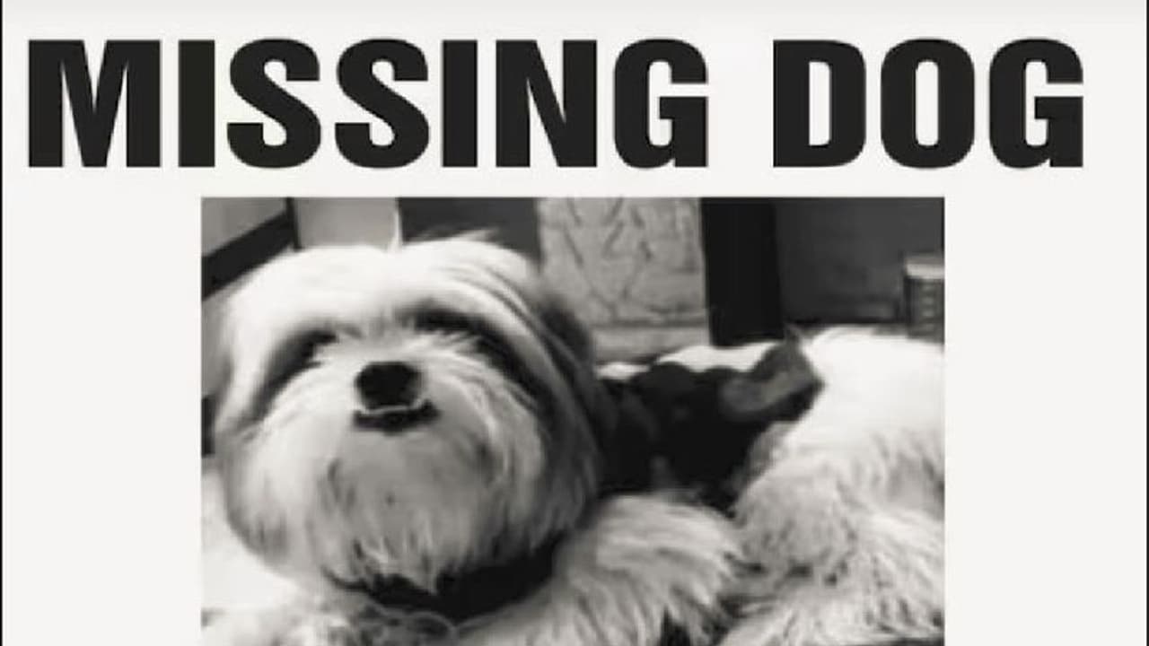 ಮುದ್ದು ಮಾಡ್ತಾ ಹೊತ್ಕೊಂಡೆ ಹೋದ್ರು: ನಾಯಿಮರಿ ಪತ್ತೆಗೆ ಪೋಸ್ಟರ್: ಭಾರಿ ಮೊತ್ತದ ಬಹುಮಾನ