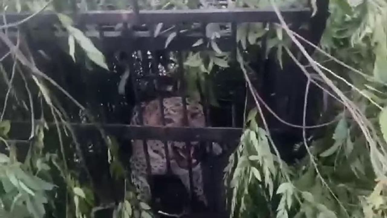 తిరుమలలో బోనులో చిక్కిన మరో చిరుత.. వారం రోజుల ప్రయత్నం సఫలం.. (వీడియో) తిరుమలలో బోనులో చిక్కిన మరో చిరుత.. వారం రోజుల ప్రయత్నం సఫలం.. (వీడియో)