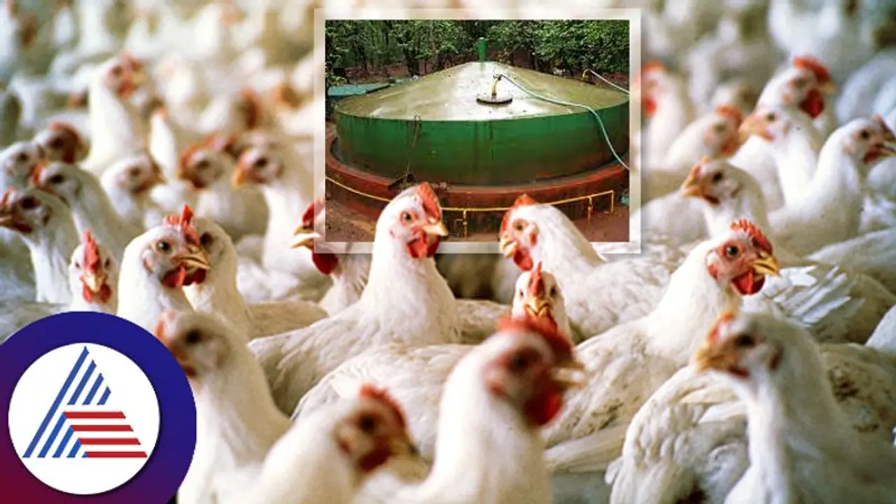 ಕೋಳಿ ಹಿಕ್ಕೆಯಿಂದ್ಲೇ ವಿದ್ಯುತ್ ತಯಾರಿಸಿದ ವ್ಯಕ್ತಿ!