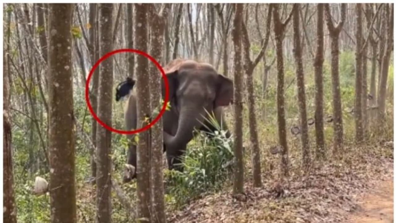 കുറ്റിക്കാട്ടിൽ ഒളിപ്പിച്ച മയക്കുമരുന്ന് ബാഗ് പൊക്കിയെടുത്ത് ആന; വൈറല്‍ വീഡിയോ ! 