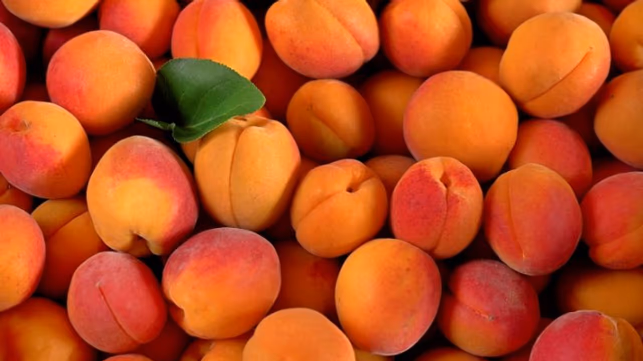 140 ഗ്രാം ആപ്രിക്കോട്ടില് എന്തൊക്കെയുണ്ടെന്ന് അറിയാമോ? 140 ഗ്രാം ആപ്രിക്കോട്ടില് എന്തൊക്കെയുണ്ടെന്ന് അറിയാമോ?