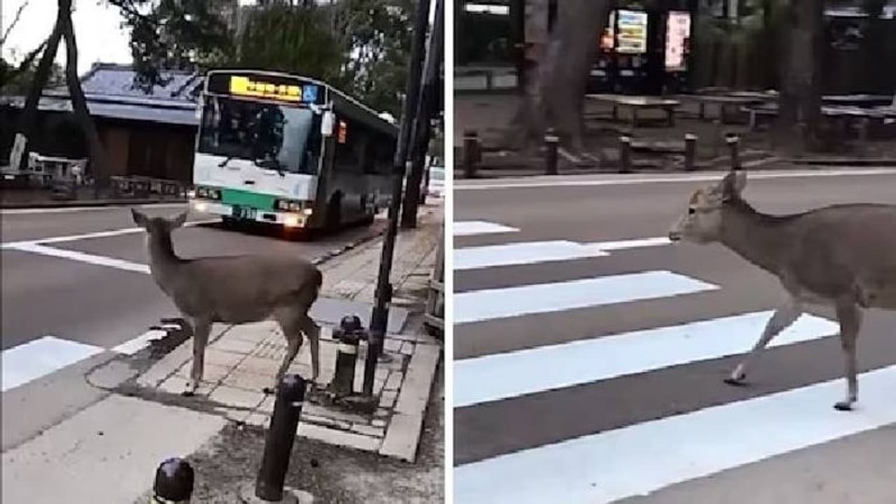 ഇവിടെ മൃ​ഗങ്ങളും പാലിക്കുമോ നിയമം, വൈറലായി ക്ഷമയോടെ സീബ്രാലൈനിലൂടെ റോഡ് മുറിച്ചുകടക്കുന്ന മാൻ