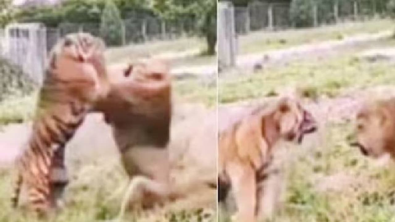 ആർക്കാണ് കൂടുതൽ ശക്തി, സിംഹത്തിനോ കടുവയ്‍ക്കോ, വൈറലായി വീഡിയോ