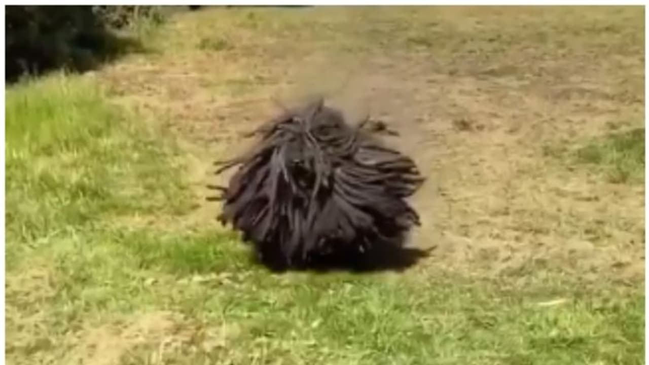 'കാക്കക്കൂട്ടം ഉരുണ്ടുവരുന്നത് പോലെ...'; ഇറക്കം ഇറങ്ങി വരുന്ന ഡ്രെഡ്‍ലോക്ക് നായയുടെ വീഡിയോ വൈറല്‍ !