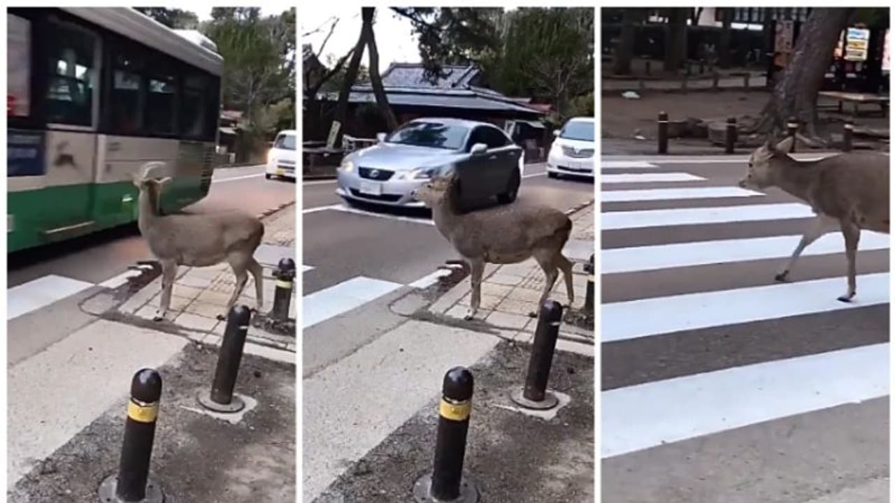 റോഡ് മുറിച്ച് കിടക്കാൻ ട്രാഫിക് സിഗ്നലിനായി കാത്തുനിൽക്കുന്ന മാൻ ; വൈറലായി വീഡിയോ