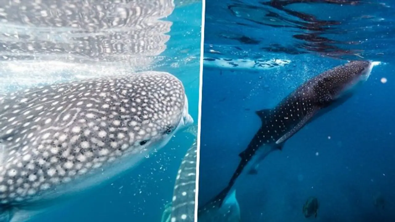 National Whale Shark Day: Date, history, significance National Whale Shark Day: Date, history, significance