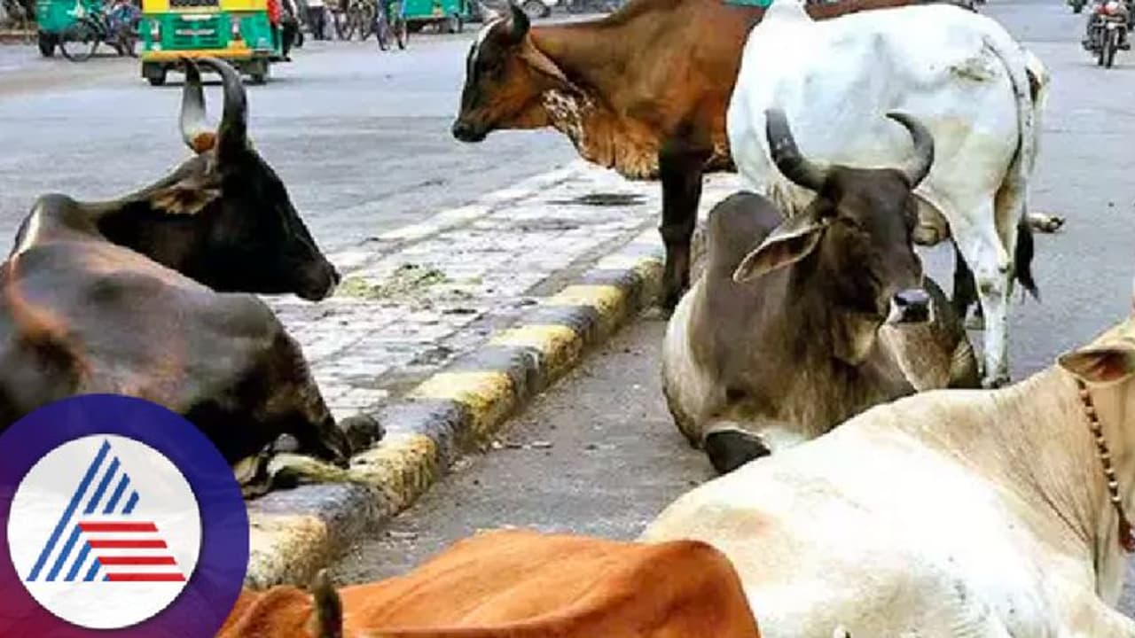 ವಿಜಯಪುರ: ಬಿಡಾಡಿ ದನಗಳ ಹಾವಳಿ, ಬಸ್, ಲಾರಿ ಕೆಳಗೆ ಸಿಕ್ಕು ಸಾಯ್ತಿವೆ ಜಾನುವಾರುಗಳು! ವಿಜಯಪುರ: ಬಿಡಾಡಿ ದನಗಳ ಹಾವಳಿ, ಬಸ್, ಲಾರಿ ಕೆಳಗೆ ಸಿಕ್ಕು ಸಾಯ್ತಿವೆ ಜಾನುವಾರುಗಳು!