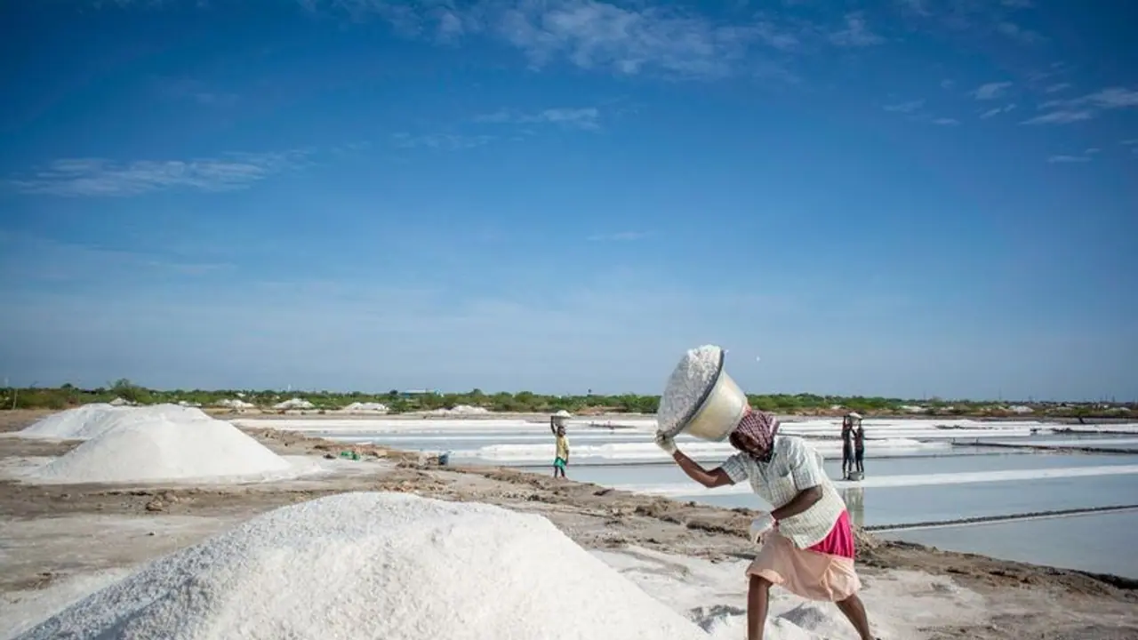 தூத்துக்குடியில் பொய்த்துப்போன பருவமழை; வழக்கத்தை விட 20% அதிகரித்த உப்பு உற்பத்தி தூத்துக்குடியில் பொய்த்துப்போன பருவமழை; வழக்கத்தை விட 20% அதிகரித்த உப்பு உற்பத்தி