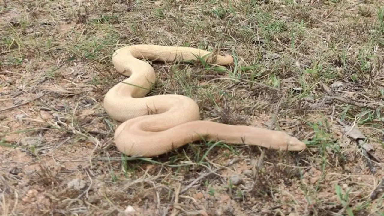 ವಿಜಯನಗರ: ಹಂಪಿಯಲ್ಲಿ ಅಪರೂಪದ ಬಿಳಿ ಬಣ್ಣದ ಮಣ್ಣುಮುಕ್ಕ ಹಾವು ಪತ್ತೆ..!