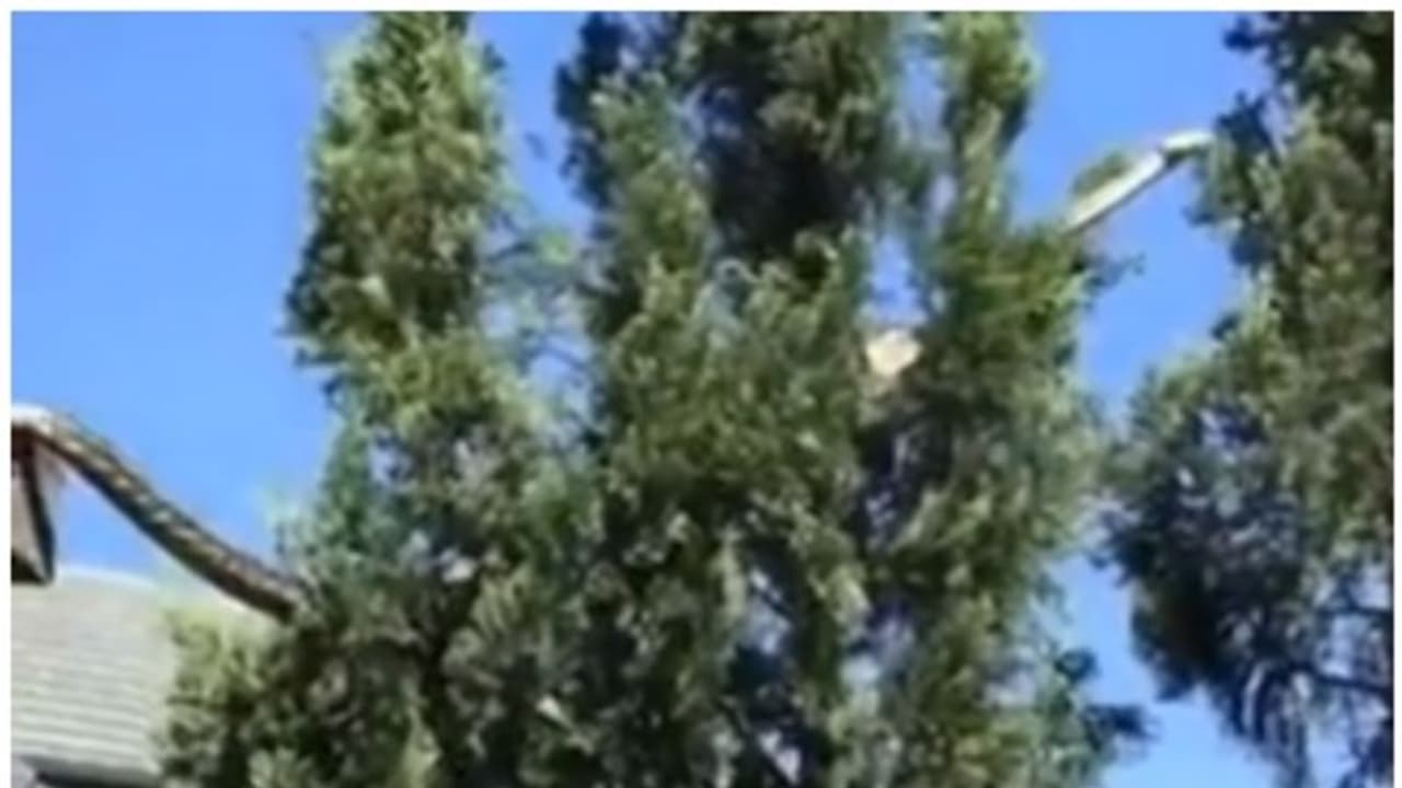 ഓസ്ട്രേലിയയിലെ ഒരു സ്ഥിരം കാഴ്ച; വീടിന് മുകളില്‍ നിന്നും മരത്തിലേക്ക് ഇഴഞ്ഞ് കയറുന്ന കൂറ്റന്‍ പെരുമ്പാമ്പ്