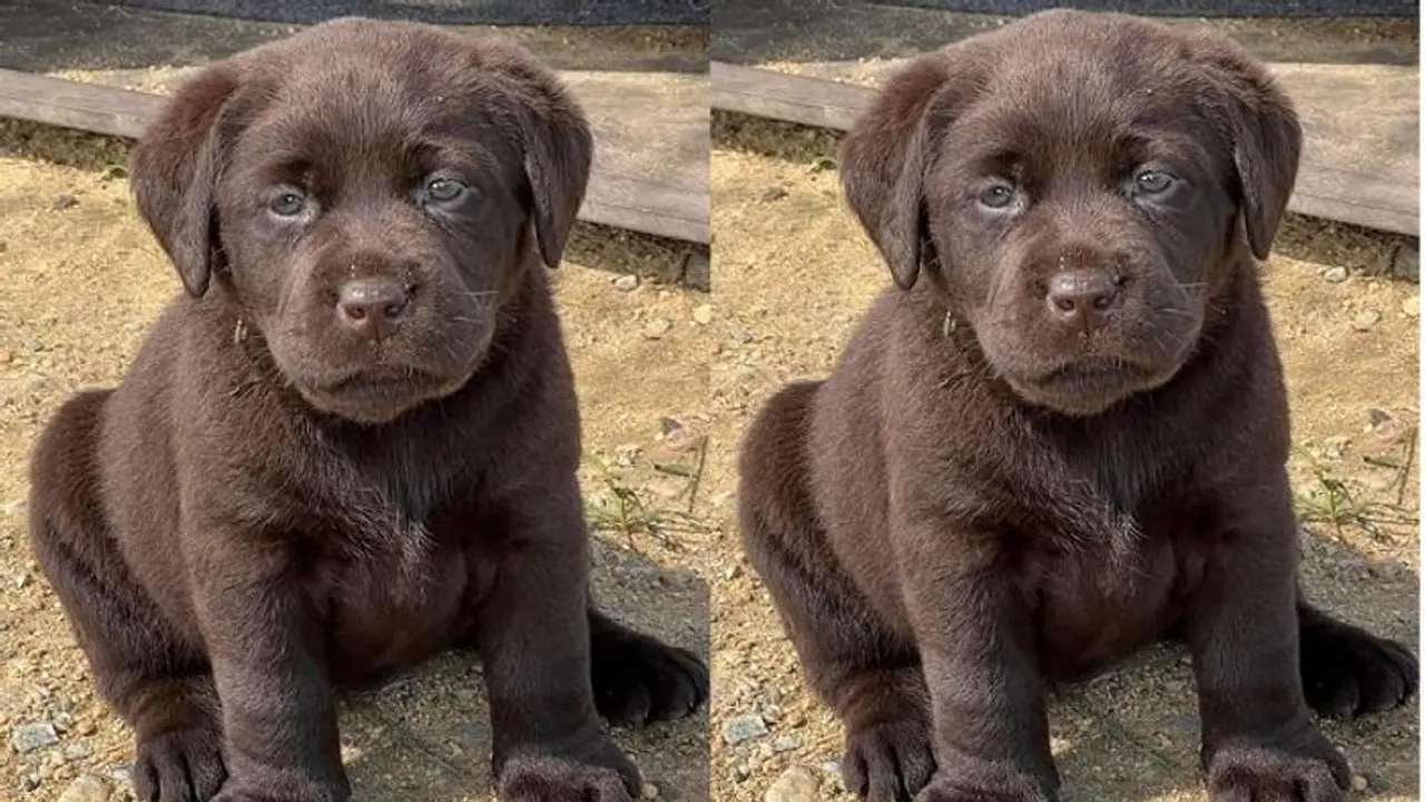 ಪೊಲೀಸ್ ಇಲಾಖೆ ಸೇರಿದ ಮುದ್ದಿನ ನಾಯಿ ಮರಿ, ಹೆಸರು ಸೂಚಿಸಲು ಸಾರ್ವಜನಿಕರಲ್ಲಿ ಮನವಿ! ಪೊಲೀಸ್ ಇಲಾಖೆ ಸೇರಿದ ಮುದ್ದಿನ ನಾಯಿ ಮರಿ, ಹೆಸರು ಸೂಚಿಸಲು ಸಾರ್ವಜನಿಕರಲ್ಲಿ ಮನವಿ!