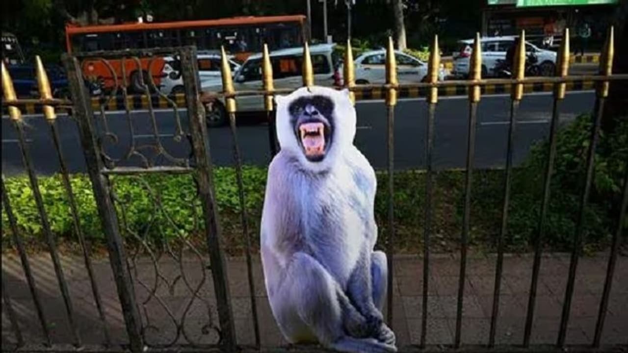 G20 Summit: Langur cut outs deployed along routes to prevent monkey encounters G20 Summit: Langur cut outs deployed along routes to prevent monkey encounters